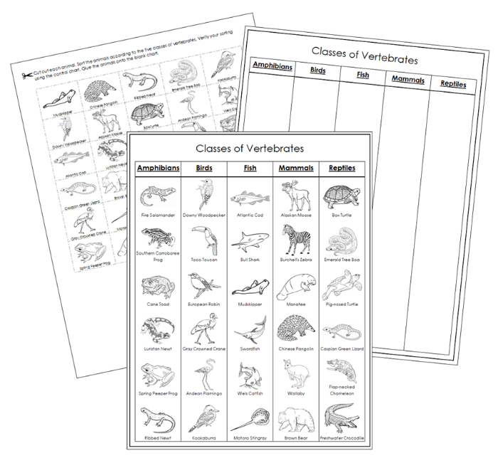 Classes of Vertebrates Sorting Blackline Masters  - Montessori Print Shop Digital Download