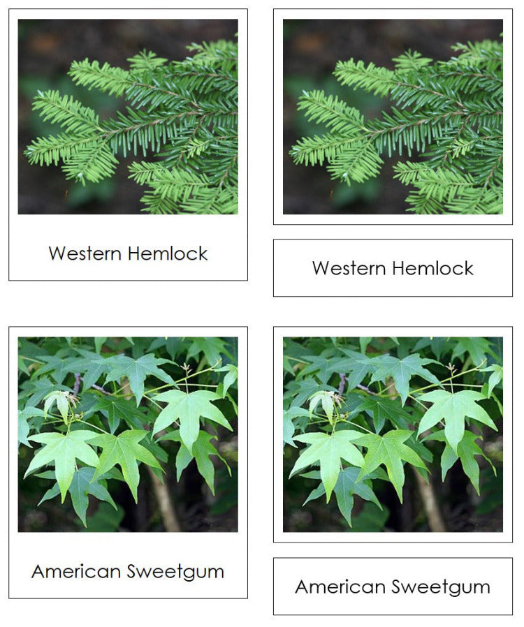 Coniferous or Deciduous Tree Sorting - Montessori Print Shop Digital Download