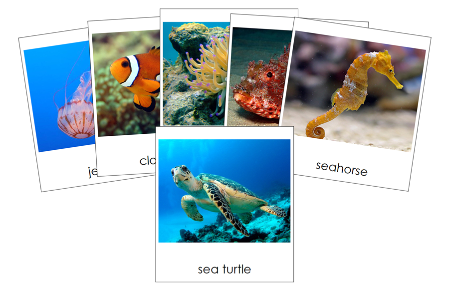 Types of Coral Reef Animals 3-Part Cards by Montessori Print Shop