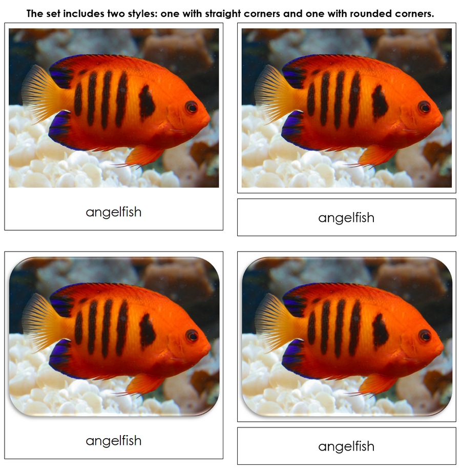 Coral Reef Safari Toob Cards - Montessori Print Shop