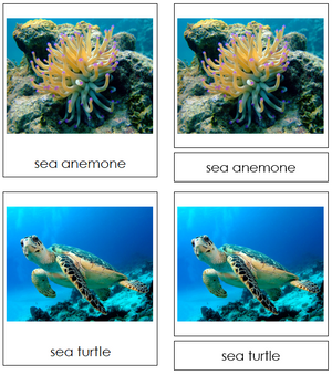 Coral Reef Animals 3-part cards - Montessori Classified Cards - Montessori Print Shop