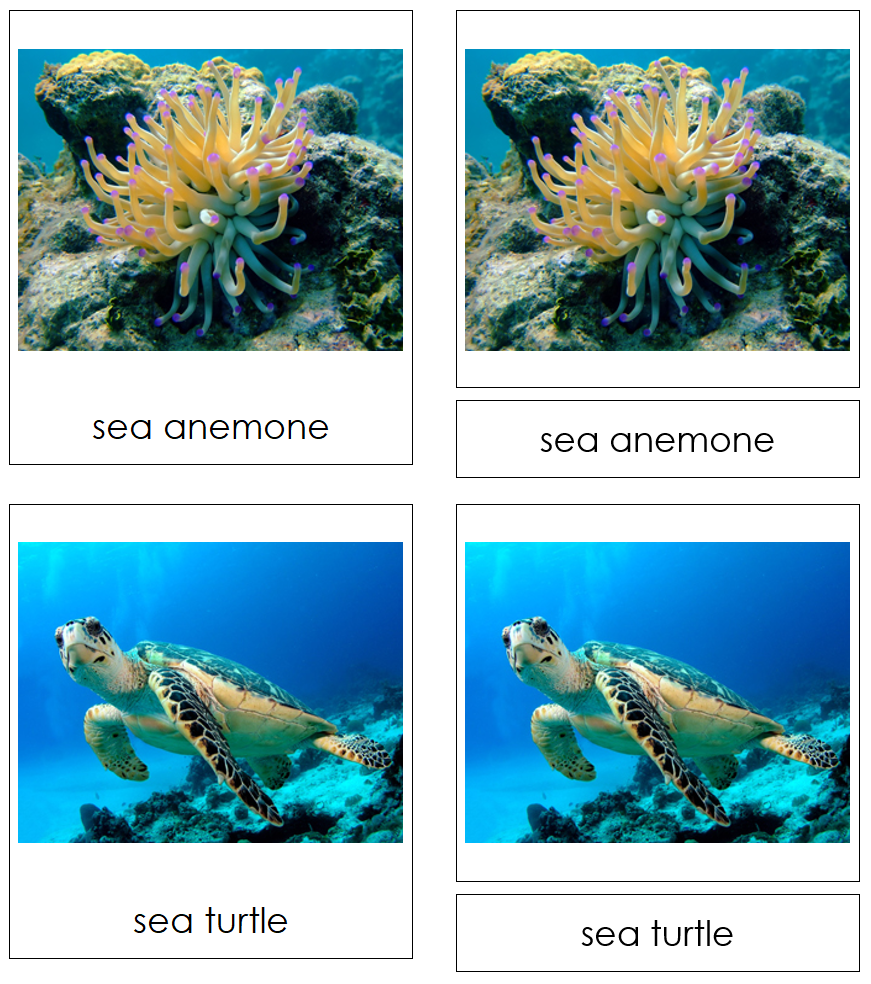 Types of Coral Reef Animals 3-Part Cards by Montessori Print Shop