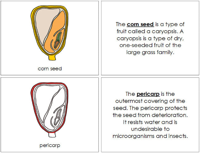 Parts of a Corn Seed Nomenclature Book (Red) - Montessori Print Shop Digital Download