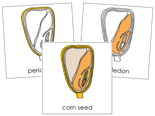 Corn Seed Nomenclature 3-Part Cards - Montessori Print Shop Digital Download