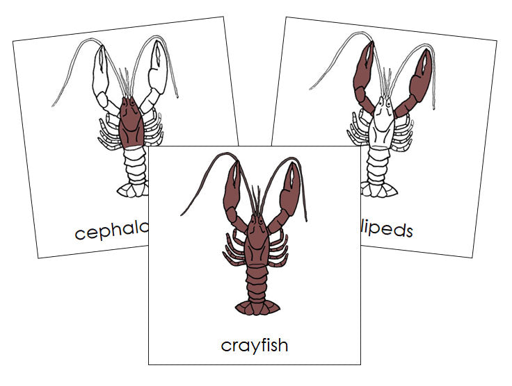 Parts of a Crayfish Nomenclature 3-Part Cards by Montessori Print Shop