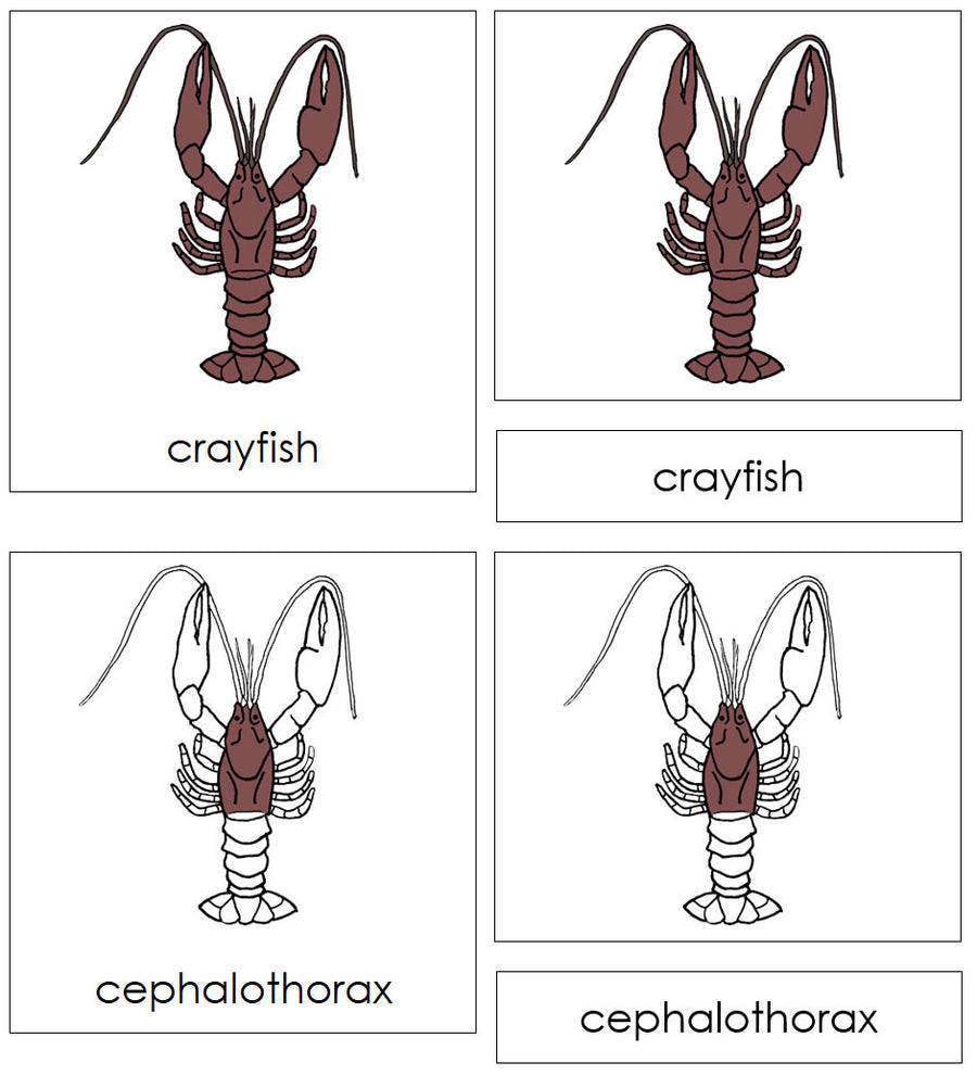 Parts of a Crayfish Nomenclature 3-Part Cards by Montessori Print Shop