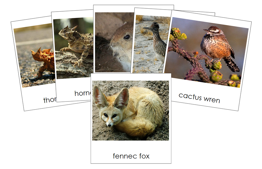 Types of Desert Animals 3-Part Cards by Montessori Print Shop