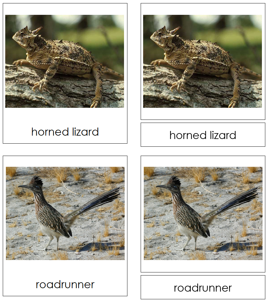 Types of Desert Animals 3-Part Cards by Montessori Print Shop