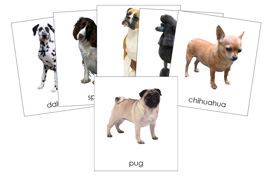 Types of Dogs 3-Part Cards by Montessori Print Shop
