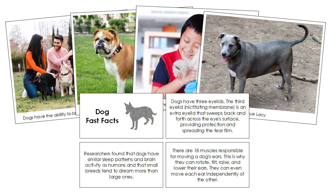 Dogs Fact Card Dog Fast Facts & Pictures - Montessori Print Shop Digital Download