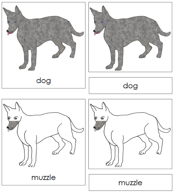 Parts of a Dog 3-Part Nomenclature Cards by Montessori Print Shop