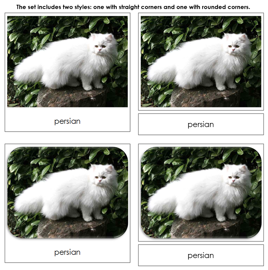 Domestic Cats - Safari Toob Cards by Montessori Print Shop