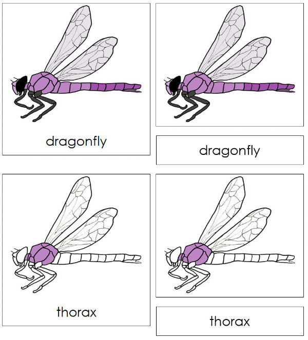 Parts of a Dragonfly 3-Part Nomenclature Cards by Montessori Print Shop