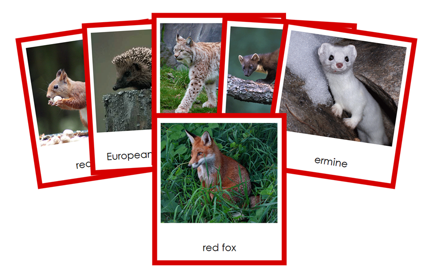 Animals of Europe 3-Part Cards (color-coded) by Montessori Print Shop