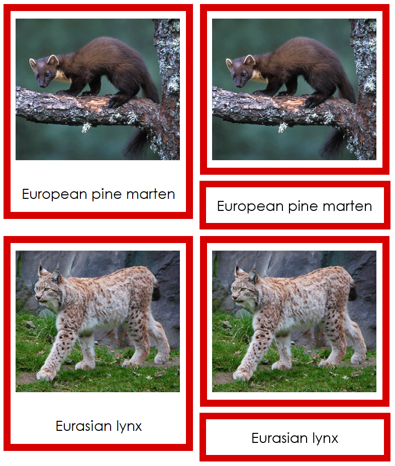 Animals of Europe 3-Part Cards (color-coded) by Montessori Print Shop