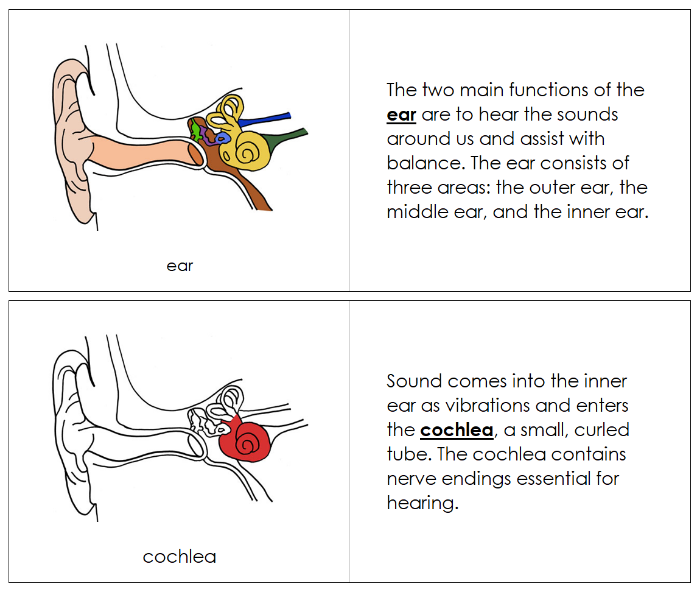 Human Ear Nomenclature Book (red) - Montessori Print Shop Digital Download
