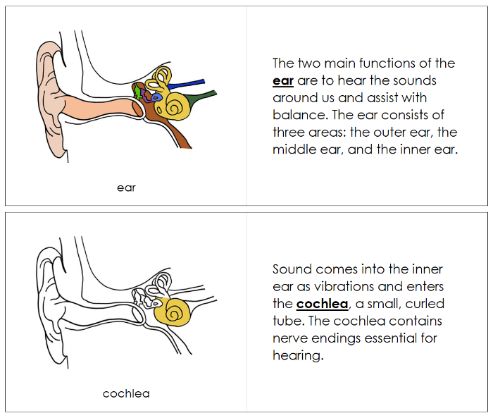 Parts of a Human Ear Nomenclature Book - Montessori Print Shop Digital Download