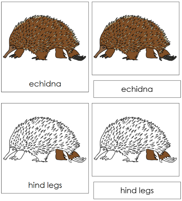Parts of an Echidna 3-Part  Nomenclature Cards by Montessori Print Shop
