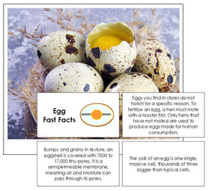 Egg Fast Facts & Pictures - Montessori Print Shop