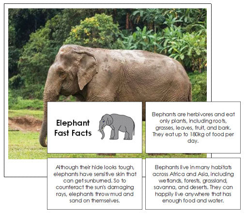Elephant Fast Facts & Pictures - Montessori Print Shop