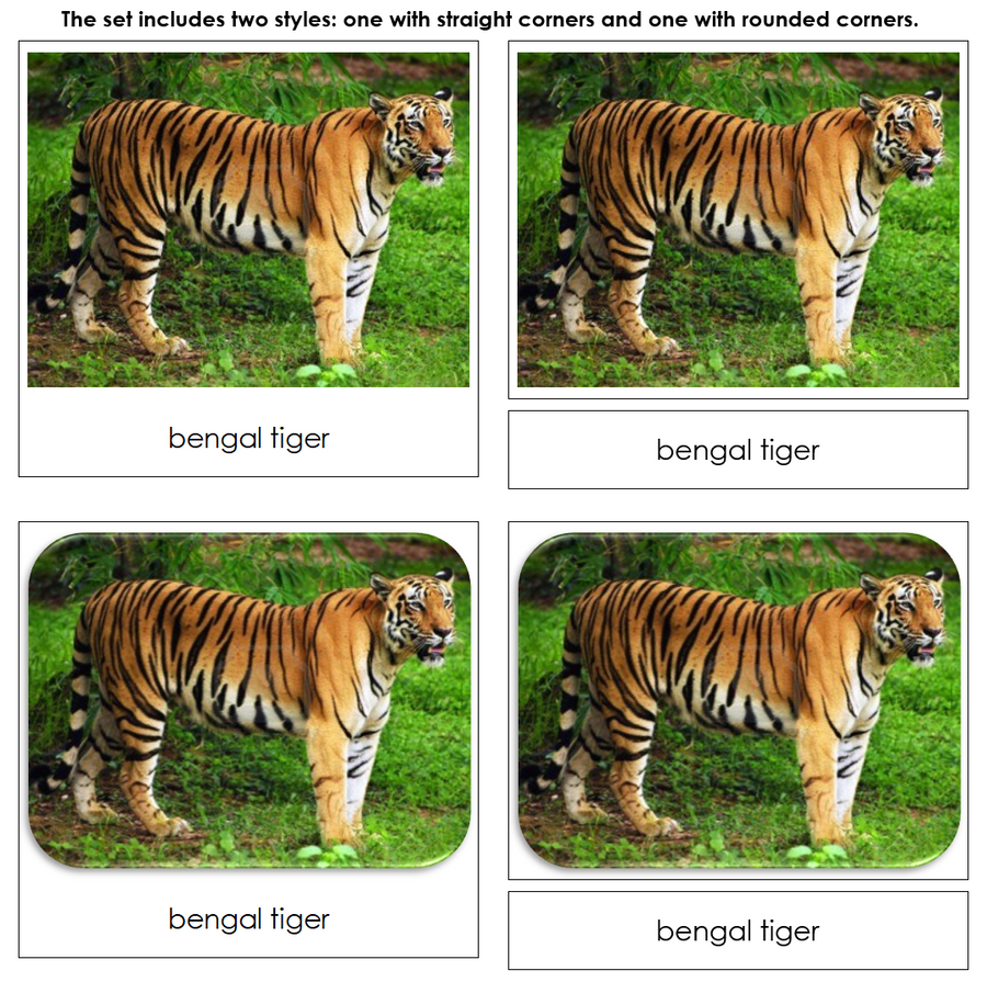 Endangered Species (Land) - Safari Toob Cards by Montessori Print Shop