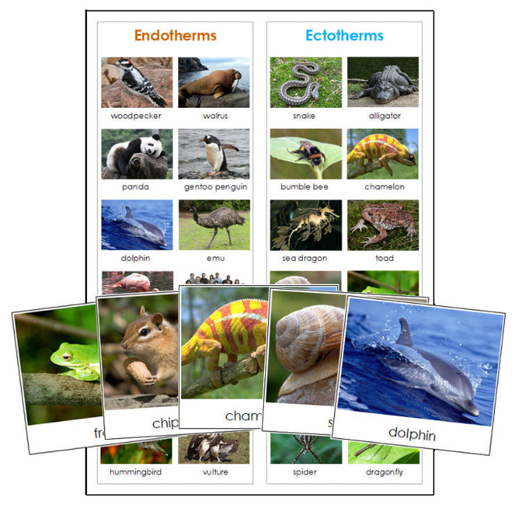 Endothermic and Ectothermic Animal Sorting Lesson - Montessori Print Shop Digital Download zoology printable