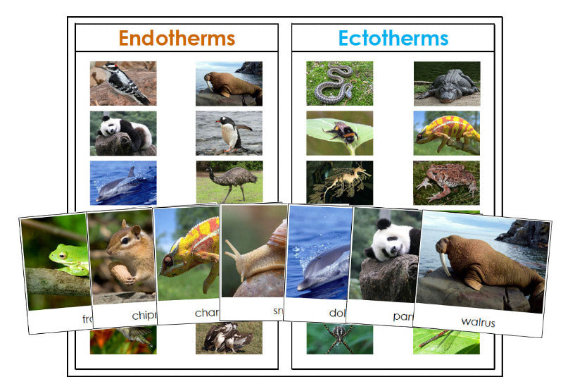 Endothermic and Ectothermic Animal Sorting Lesson - Montessori Print Shop Digital Download zoology printable