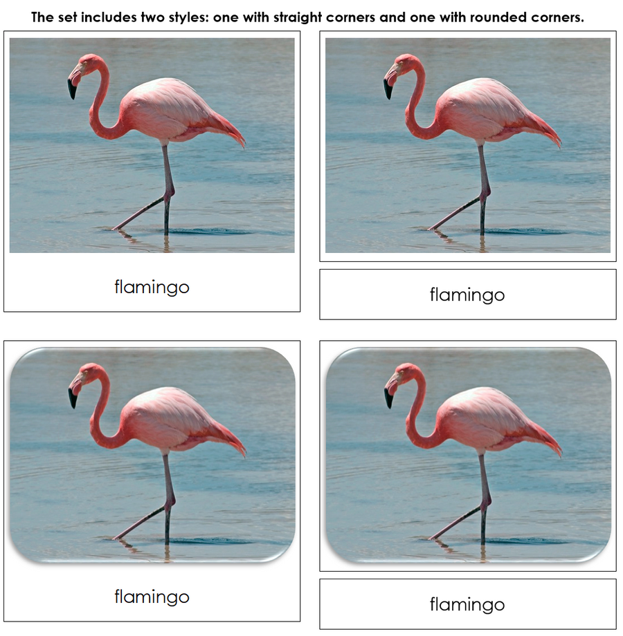 Exotic Birds - Safari Toob Cards by Montessori Print Shop