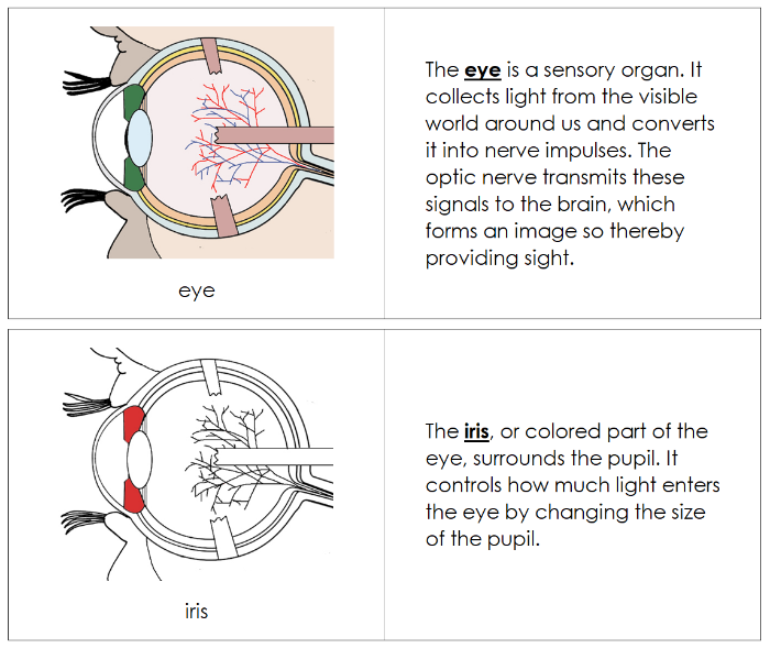 Eye Nomenclature Book (red) - Montessori Print Shop Digital Download
