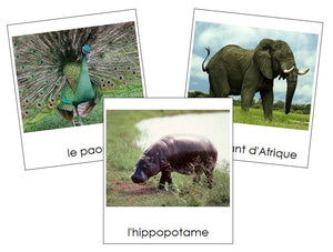 French - African Rainforest Animals - Animaux de la forêt humide africaine - Montessori Print Shop