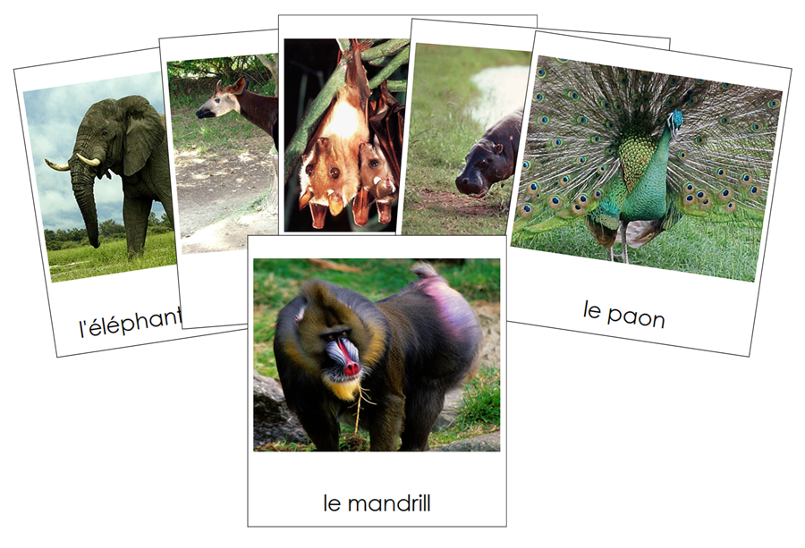French - African Rainforest Animals - Animaux de la forêt humide africaine - Montessori Print Shop Digital Download