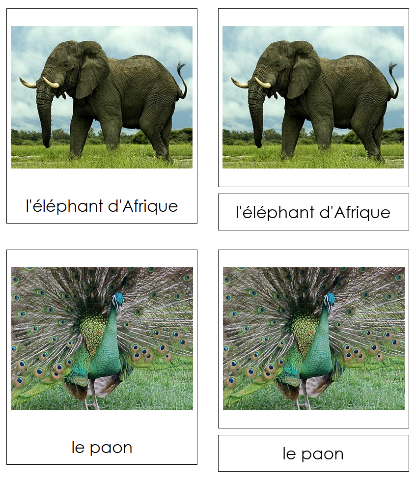 French - African Rainforest Animals - Animaux de la forêt humide africaine - Montessori Print Shop Digital Download