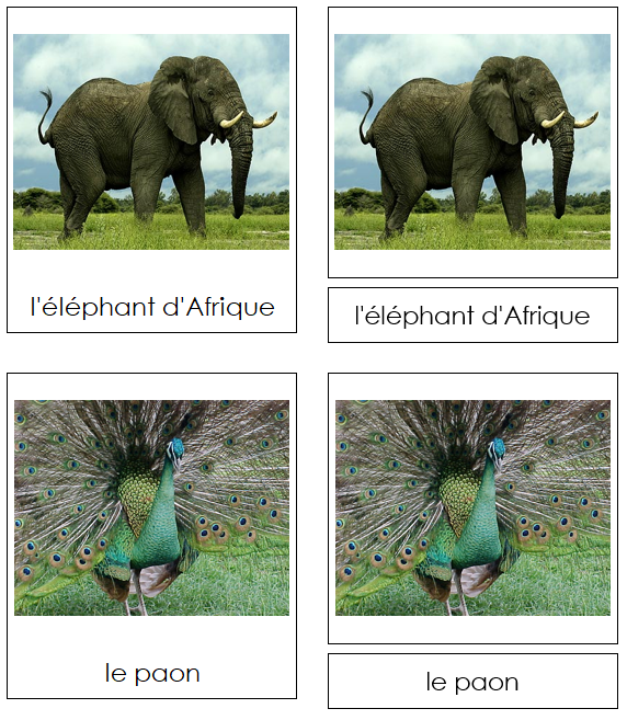 French - African Rainforest Animals - Animaux de la forêt humide africaine - Montessori Print Shop