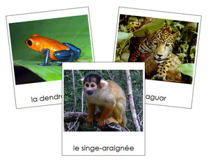 French - Amazon Rainforest Animals - Les animaux de la forêt amazonienne - Montessori Print Shop