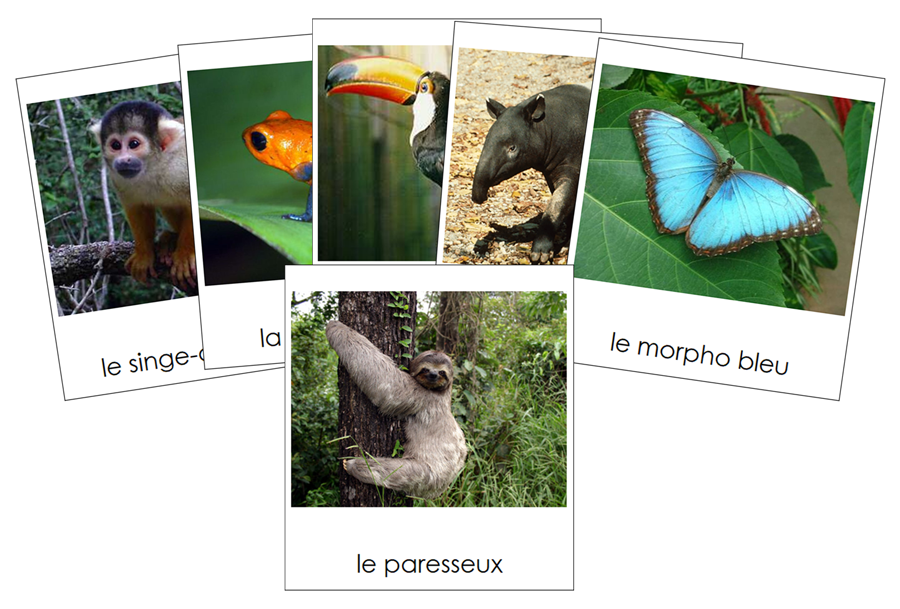 French - Amazon Rainforest Animals - Les animaux de la forêt amazonienne - Montessori Print Shop Digital Download