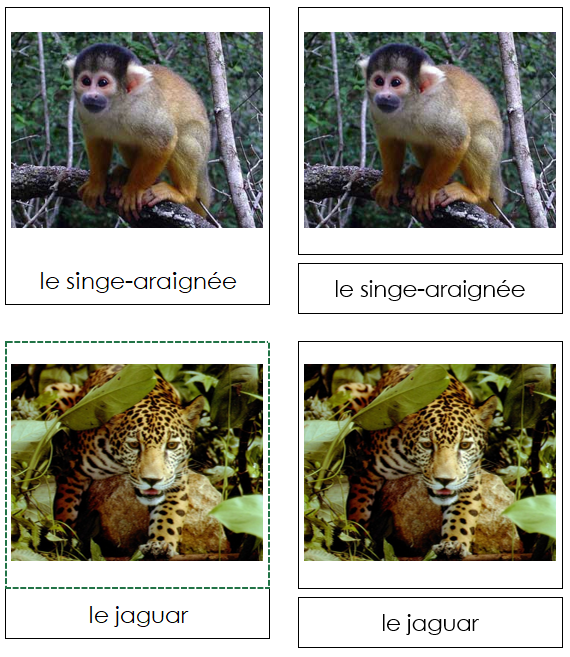 French - Amazon Rainforest Animals - Les animaux de la forêt amazonienne - Montessori Print Shop
