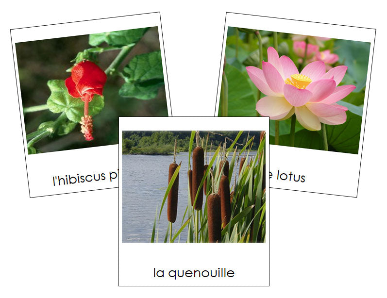 French - Aquatic and Wetland Plants - Les cartes de plantes aquatiques