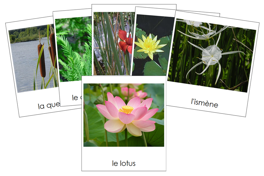 French - Aquatic and Wetland Plants - Les cartes de plantes aquatiques