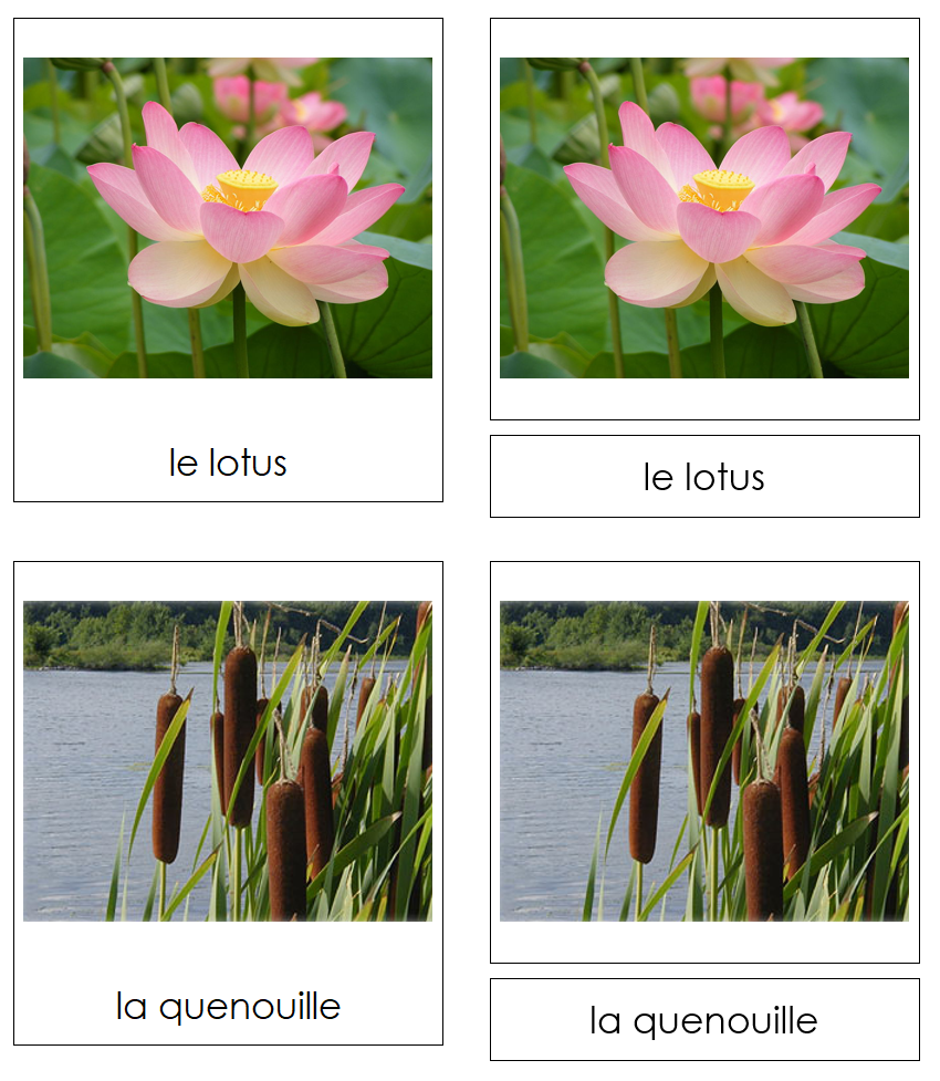 French - Aquatic and Wetland Plants - Les cartes de plantes aquatiques