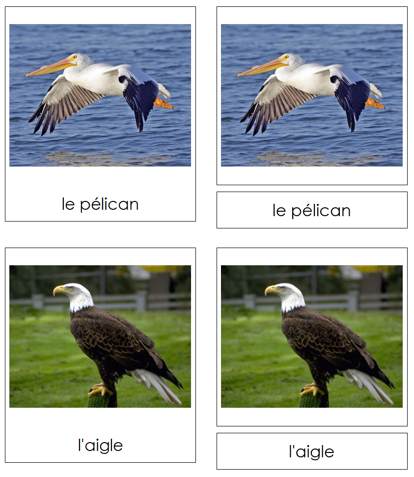 French - Birds - Les cartes oiseau - Montessori Print Shop Digital Download