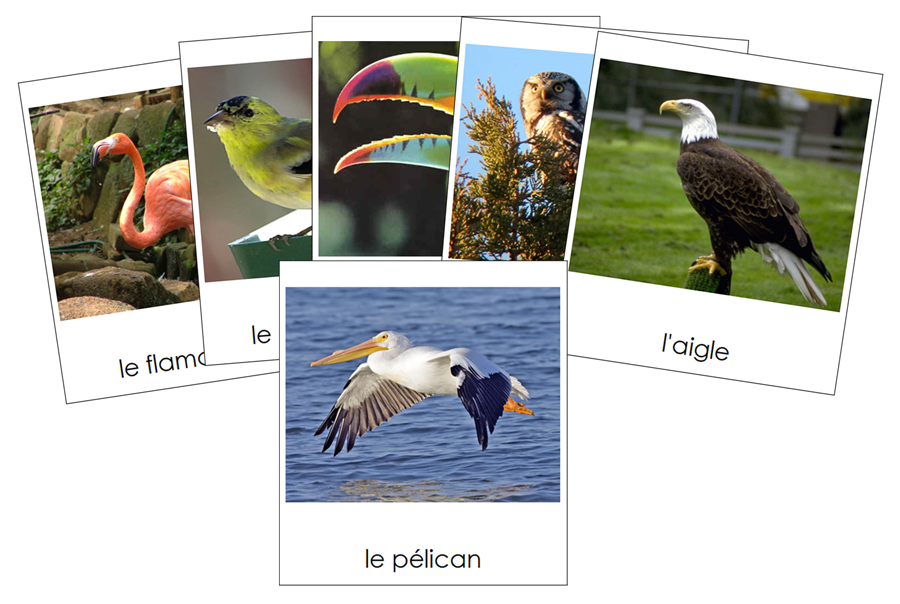 French - Birds - Les cartes oiseau - Montessori Print Shop Digital Download