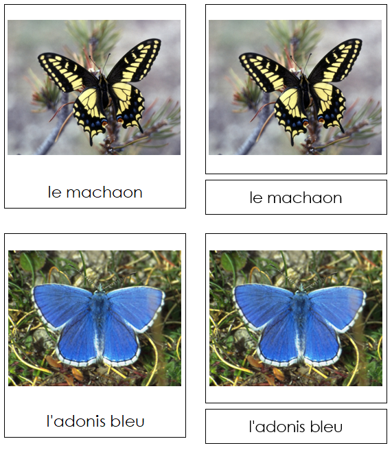 French - Butterflies - Les cartes papillon - Montessori Print Shop