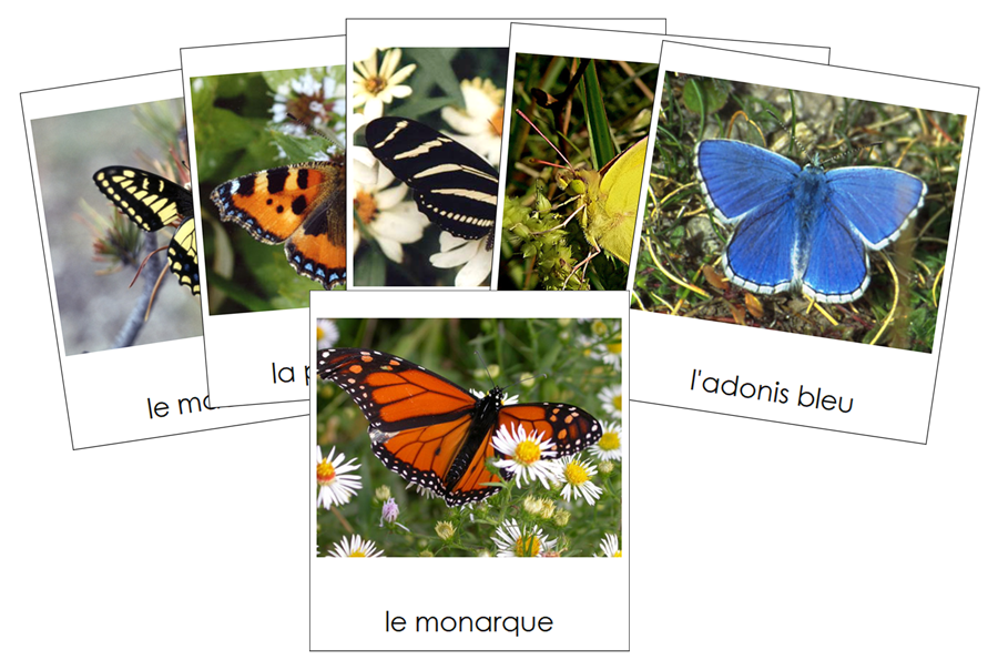French - Butterflies - Les cartes papillon - Montessori Print Shop Digital Download