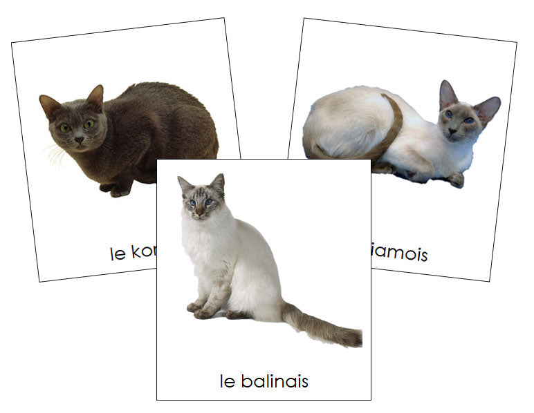 French - Cats - Les cartes de chat - Montessori Print Shop