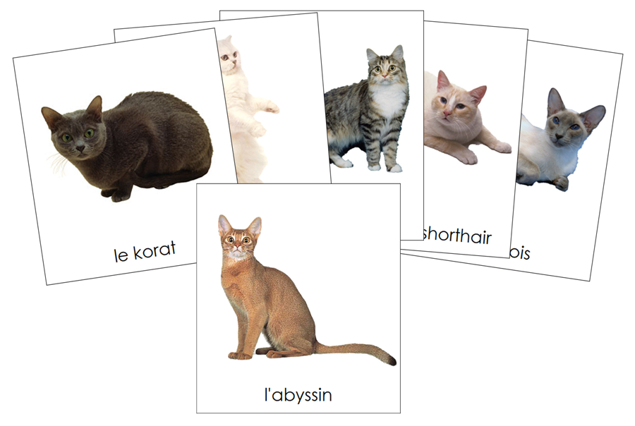 French - Cats - Les cartes de chat - Montessori Print Shop Digital Download