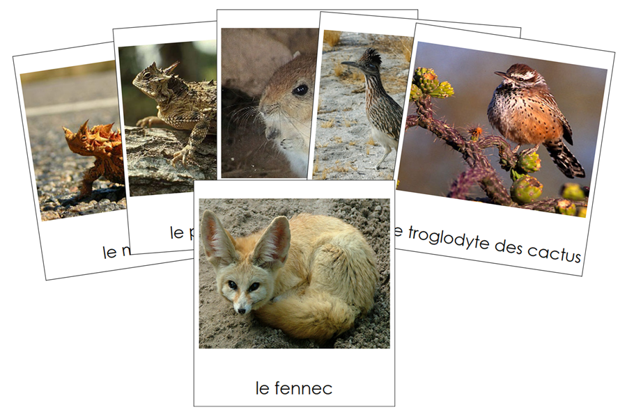 French - Desert Animals - Les cartes d'animaux du désert - Montessori Print Shop Digital Download