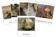 French - Desert Animals - Les cartes d'animaux du désert