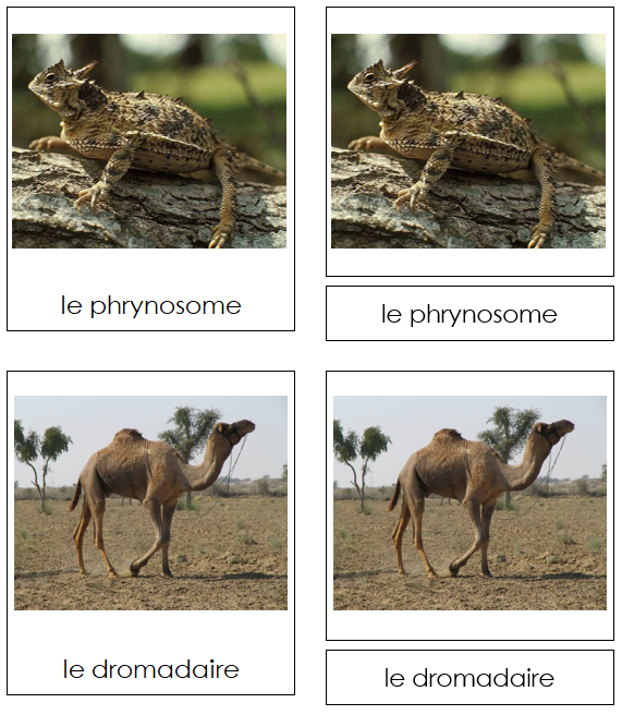 French - Desert Animals - Les cartes d'animaux du désert - Montessori Print Shop