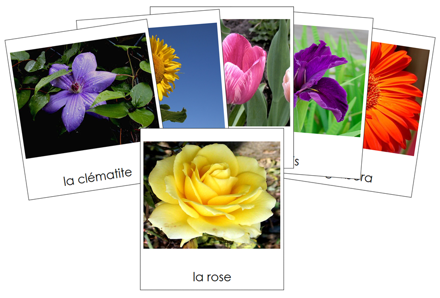 French - Flowers (Set #1) - Les cartes de fleurs - Montessori Print Shop Digital Download