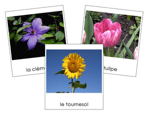 French - Flowers (Set #1) - Les cartes de fleurs - Montessori Print Shop
